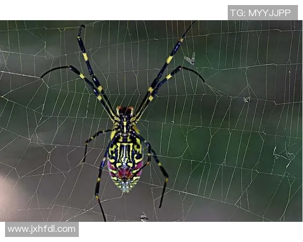 小蜘蛛离队传闻遭经纪人辟谣称纯属假设无事实依据